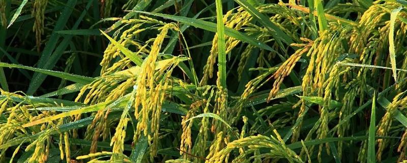 粳禾821水稻品种的特性，普通粳稻品种