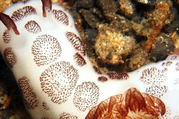 海蛞蝓有毒吗，在外套膜的前方有一个毒腺分泌有毒的液体