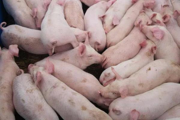 买仔猪到哪里去买，可以去当地养猪繁殖场、养猪合作社等