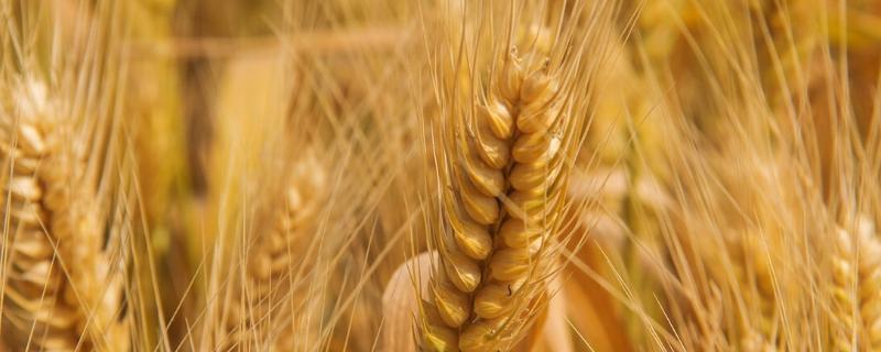 金钻6号小麦品种简介，该品种属半冬性中熟品种