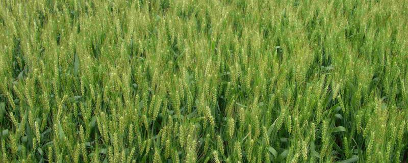 马兰1号小麦品种的特性，足墒播种