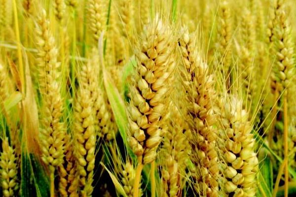 瑞麦1号小麦品种简介，平均生育期251天