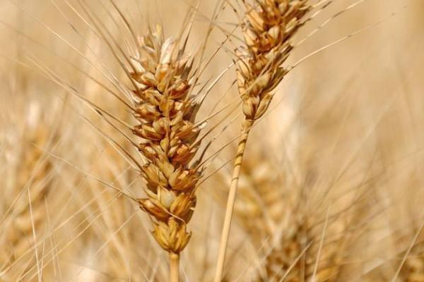 金钻6号小麦品种简介，该品种属半冬性中熟品种
