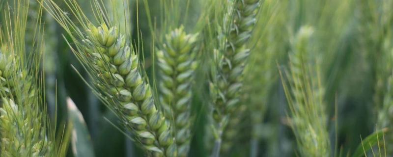 中科1612小麦品种的特性，平均生育期251天