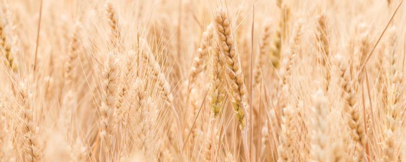 万丰826小麦种子介绍，该品种属半冬性中熟品种
