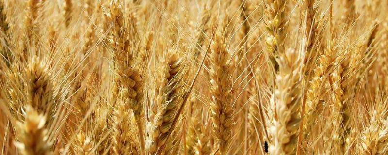 乐土T60小麦品种简介，中抗叶锈病