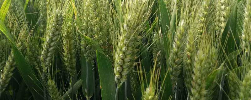 沃麦33小麦种子特点，适宜播期为10月1日～20日