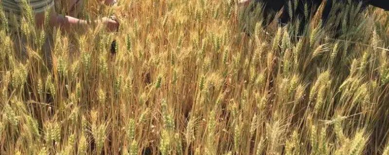 石农089小麦品种的特性，平均生育期236天