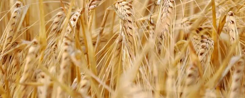 邯麦23小麦品种的特性，该品种属半冬性中熟节水品种