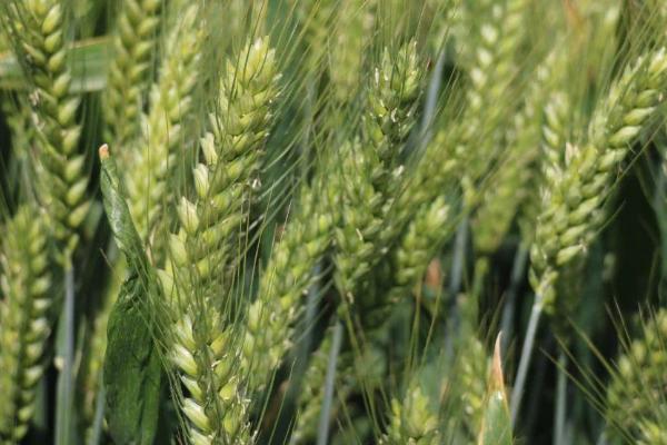 金禾14219小麦种子特点，该品种属半冬性中熟品种