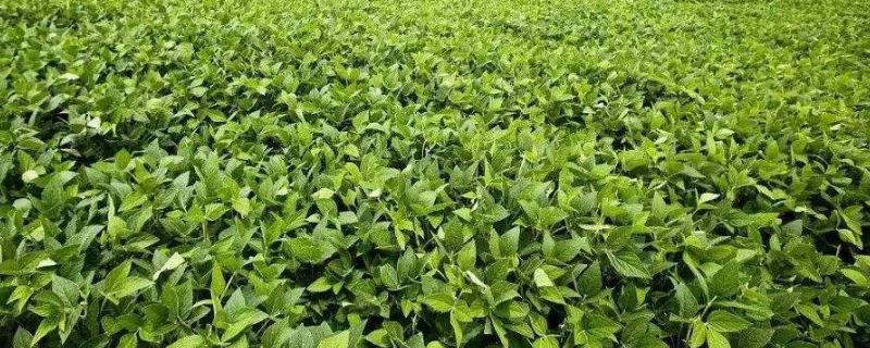 石黑豆3号大豆种子特点，每亩可施磷酸二铵15千克