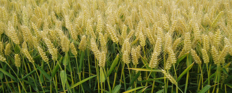 河农6318小麦种子特征特性，平均生育期252天