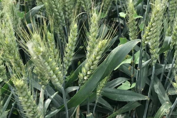 河农6318小麦种子特征特性，平均生育期252天