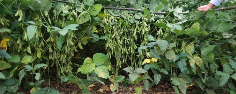 河农鲜豆1号大豆品种的特性，夏播菜用大豆品种