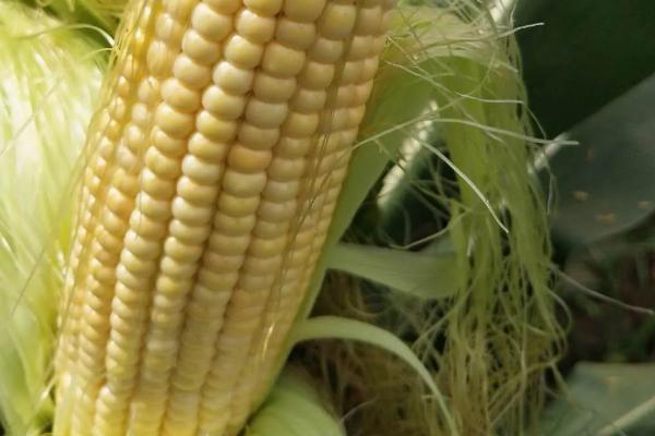 金农308玉米种子简介，适宜播期6月上中旬