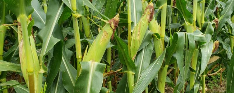 机玉318玉米品种的特性，注意防治矮花叶病等病害