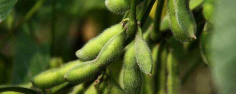 晋黑1号大豆种子介绍，适宜播期4月下旬至5月上旬