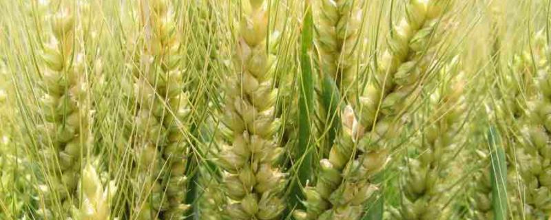晋麦109号小麦品种简介，生育期238天