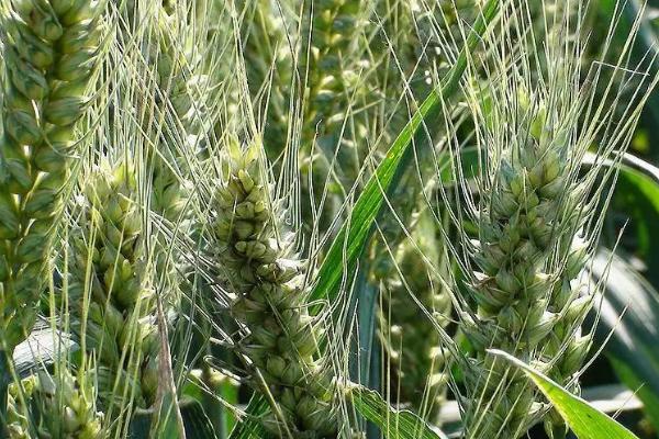 翔麦518小麦种子特征特性，适宜播期10月上中旬