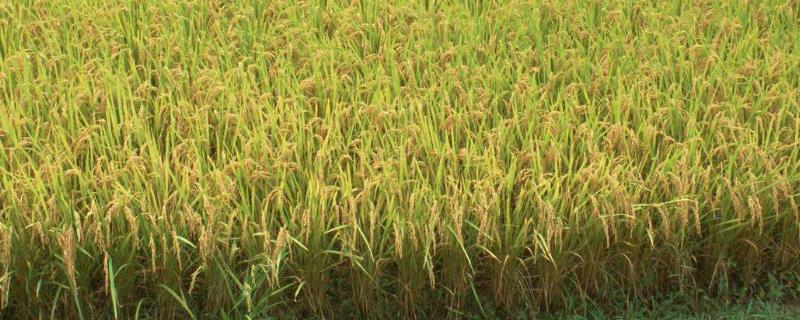 焱两优5501水稻种子特征特性，5月中下旬播种
