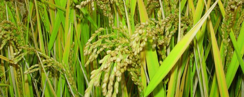 甬优6756水稻种子简介，6月中旬播种