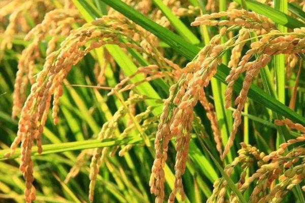 泓两优4832水稻种子介绍，4月中下旬播种