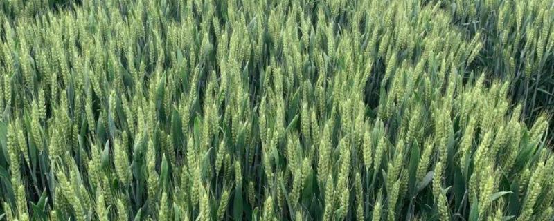 航麦3290小麦种子简介，区域试验平均生育期250天