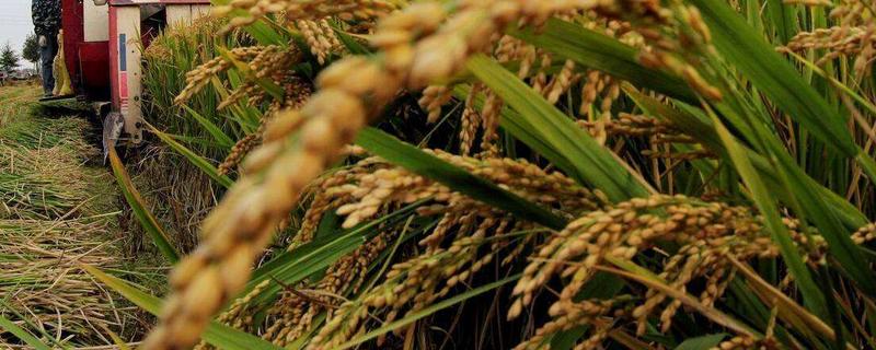 龙庆稻52号水稻种子特征特性，在适应区播种期4月12日