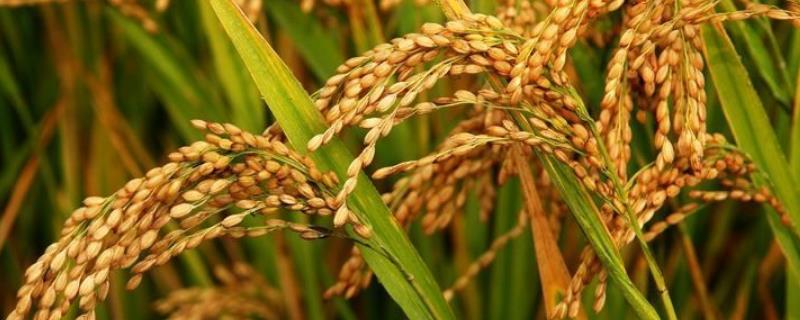 民兴优4832水稻品种简介，全生育期125.3天