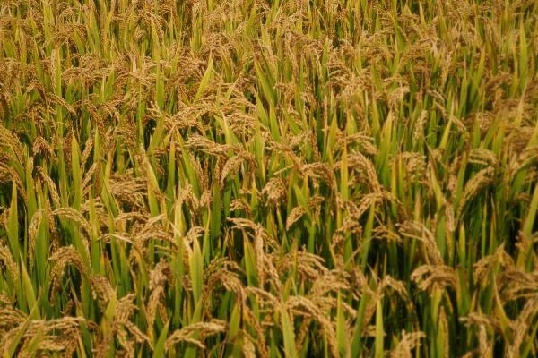 扬泰优6663水稻种子简介，秧田亩播种量10.0千克