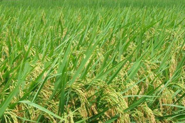 扬泰优6663水稻种子简介，秧田亩播种量10.0千克
