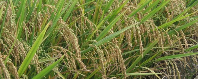 臻两优1206水稻种子简介，4月中下旬播种