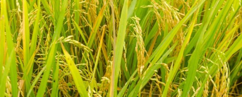 俱两优4876水稻种子特点，4月中下旬播种