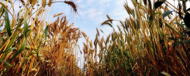 京农14-95小麦种子简介，一般每亩20公斤二铵