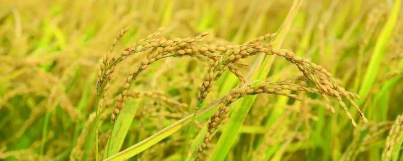 金稻787水稻种子特征特性，全生育期173天