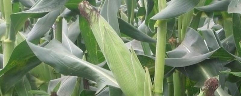 道吉155玉米种子特征特性，适宜播期6月10日～20日