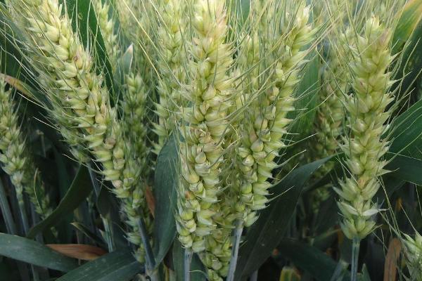 冀臻1801小麦品种的特性，每亩适宜基本苗20～25万