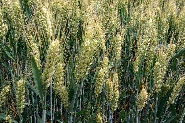 玉丹成339小麦品种简介，该品种属半冬性中熟品种