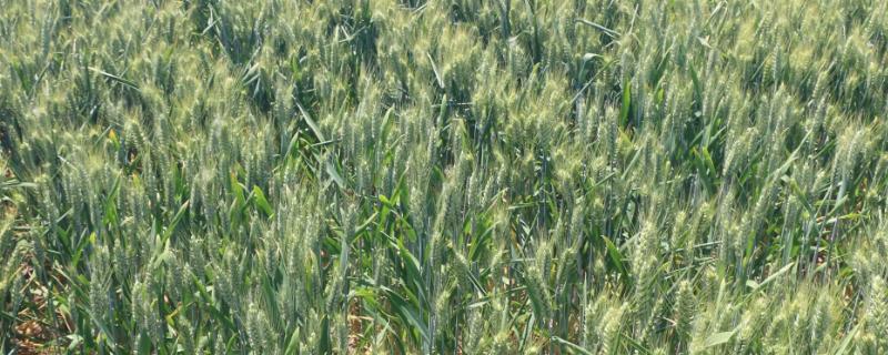 冀臻1801小麦品种的特性，每亩适宜基本苗20～25万