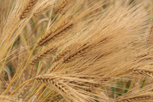 玉丹成339小麦品种简介，该品种属半冬性中熟品种