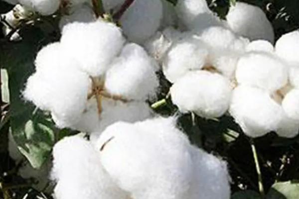 冀农大37号棉花品种的特性，适宜播期为4月20日-30日