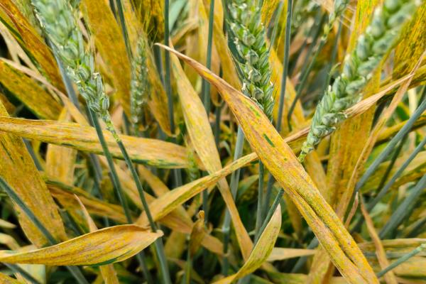 农大4218紫小麦种子特征特性，一般施用量在每亩20公斤