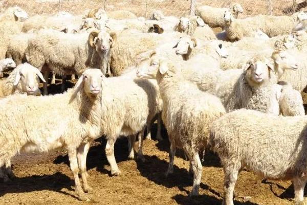 新手怎样养羊，不同阶段的羊的养殖方法不同