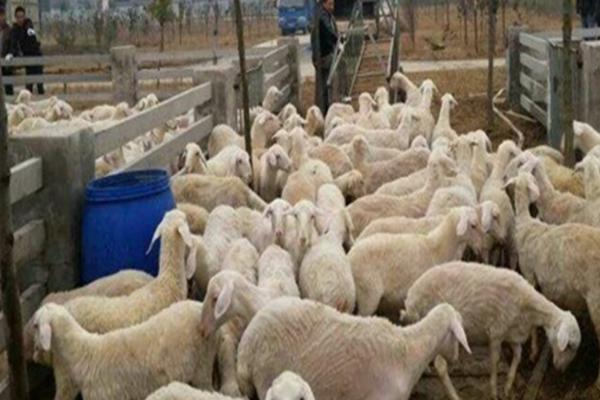新手怎样养羊，不同阶段的羊的养殖方法不同