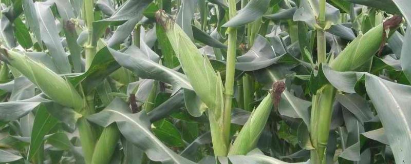 兴农6玉米种简介，中抗玉米螟（4.4MR）