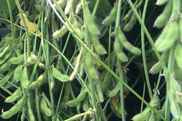 铁豆117大豆种子特点，注意防治病虫草害