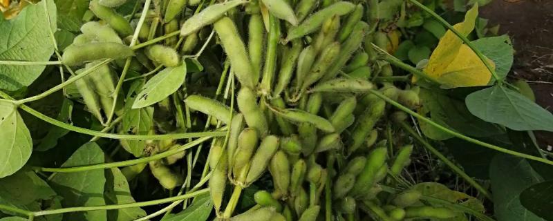 铁鲜豆10大豆品种简介，辽宁省春播生育期109天