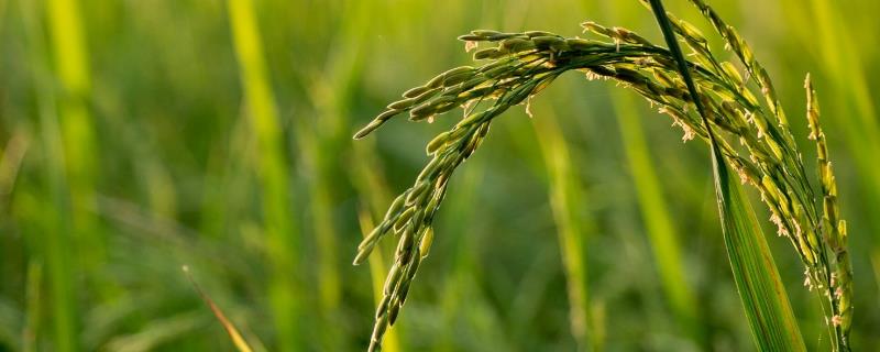 星选稻水稻种子特征特性，生育期157天