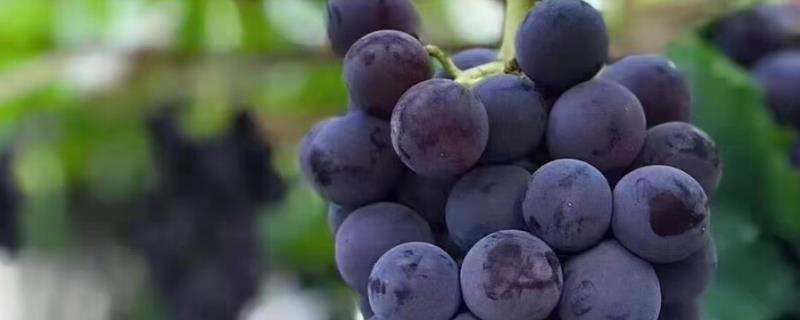 巨峰葡萄种植多久可以收获，种植的第2年就可收获
