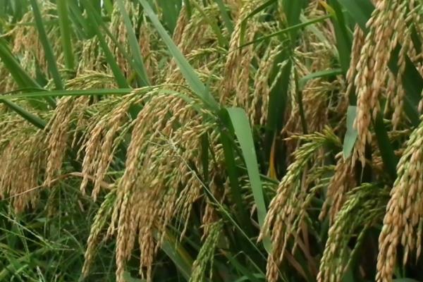 特优455水稻种子特征特性，综合防治病虫害